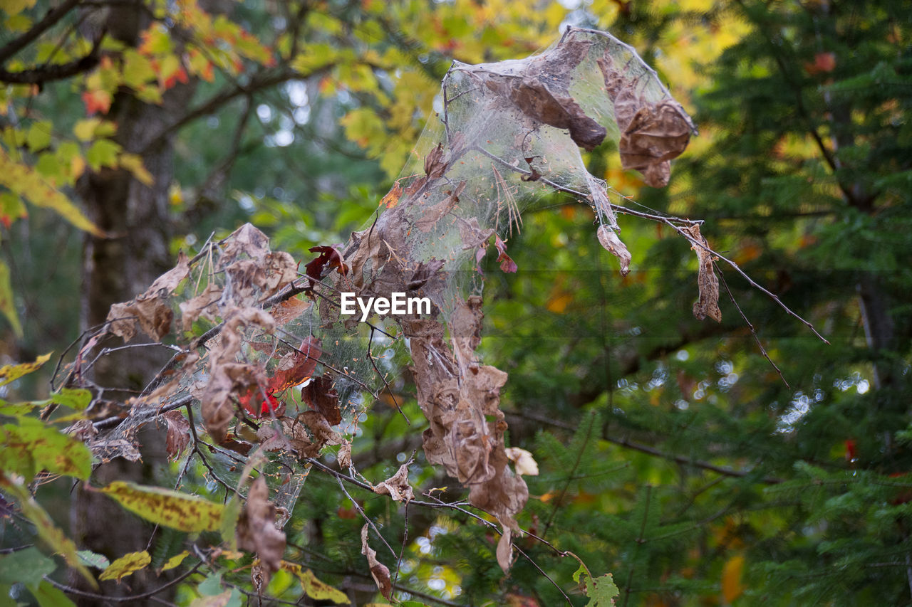 CLOSE-UP OF A TREE TRUNK