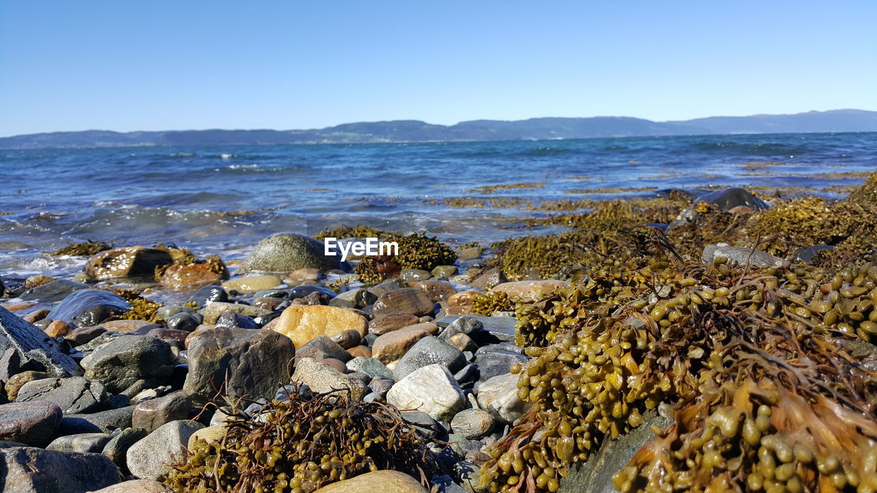 Scenic view of sea against clear sky