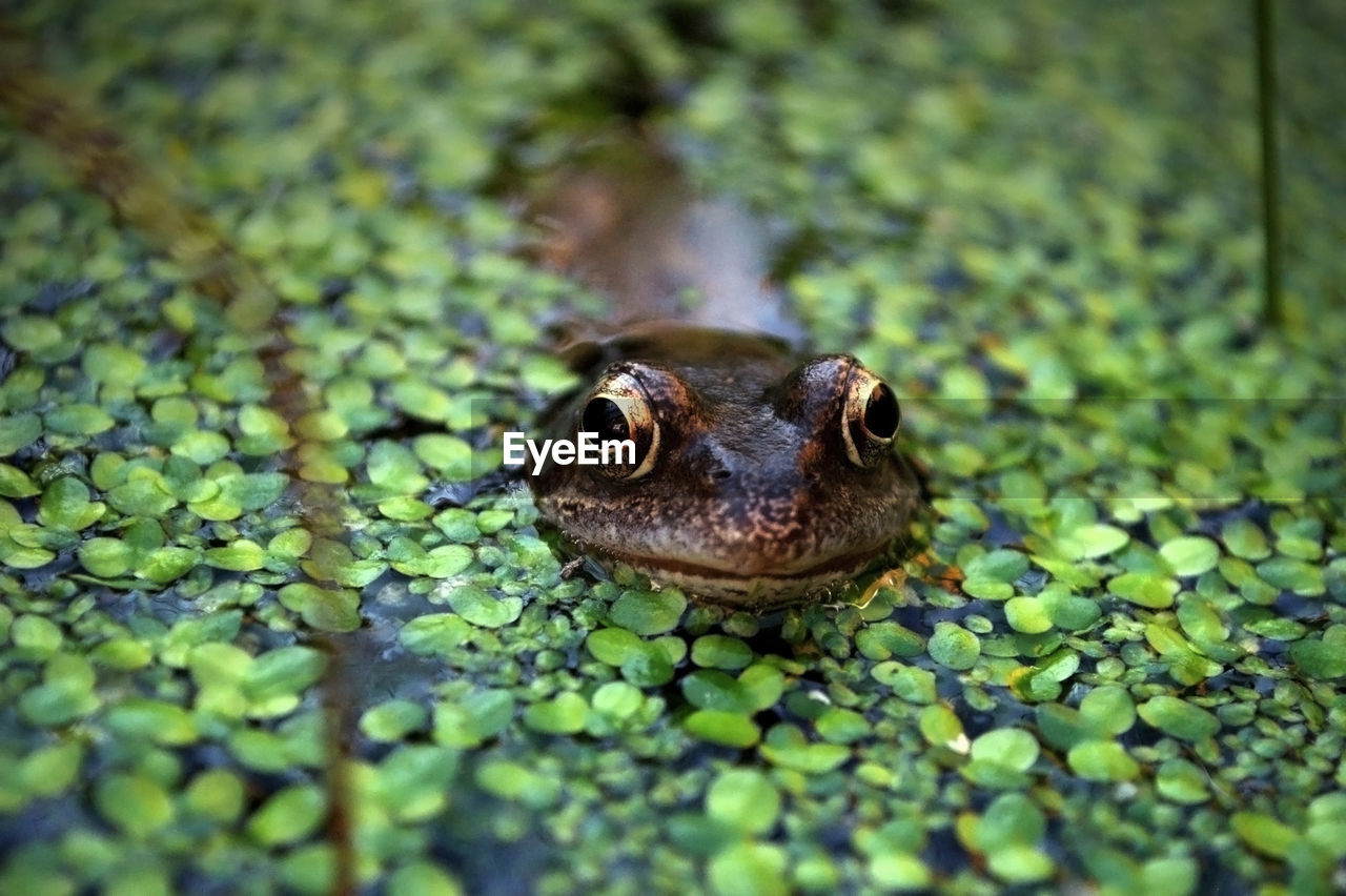 Close-up of frog amidst duckweed in lake