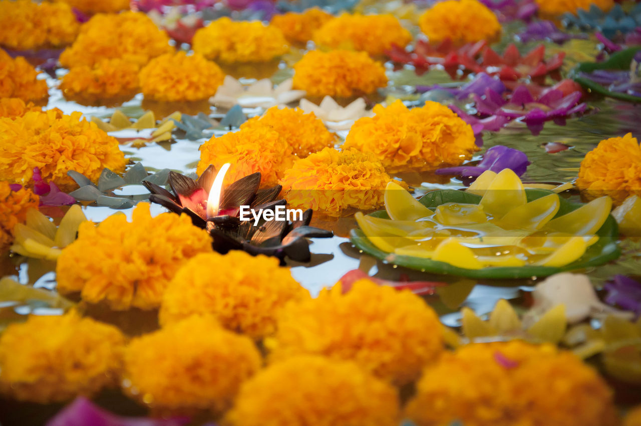 Close-up of floating marigold flowers and candle