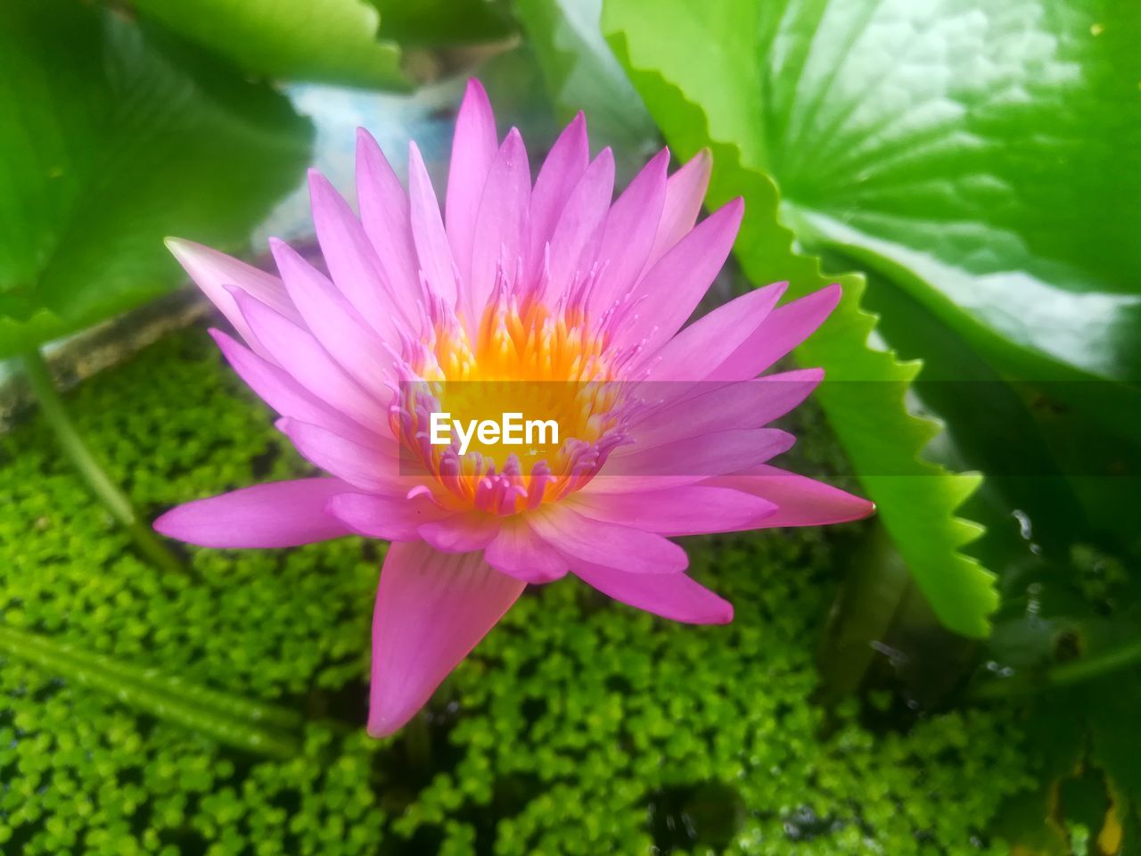 Close-up of pink water lily