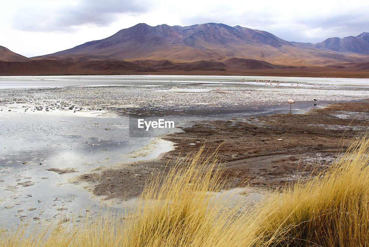 Panoramic view of lagoon laguna de canapa with flamingo at uyuni in bolivia,south america