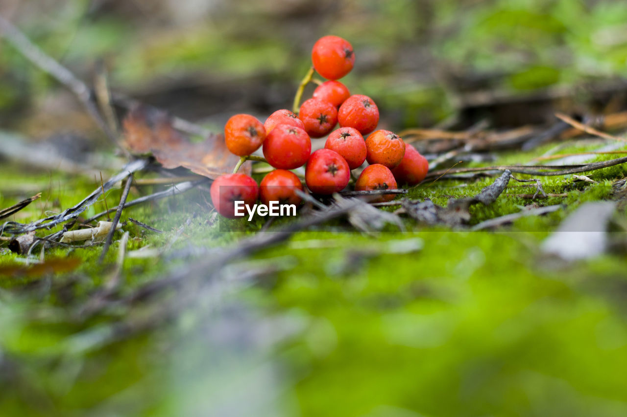 Close-up of berries on field