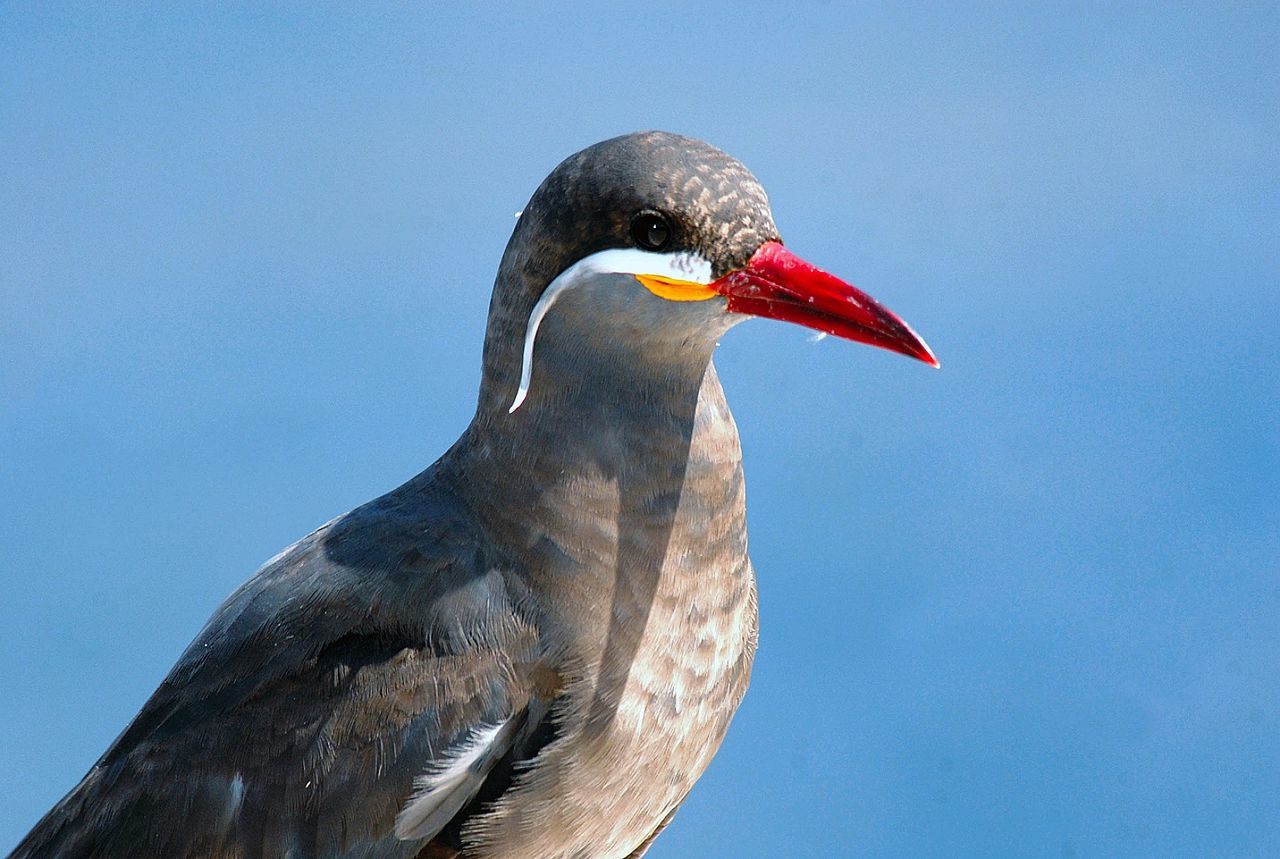 CLOSE-UP OF BIRD ON RED ROCK