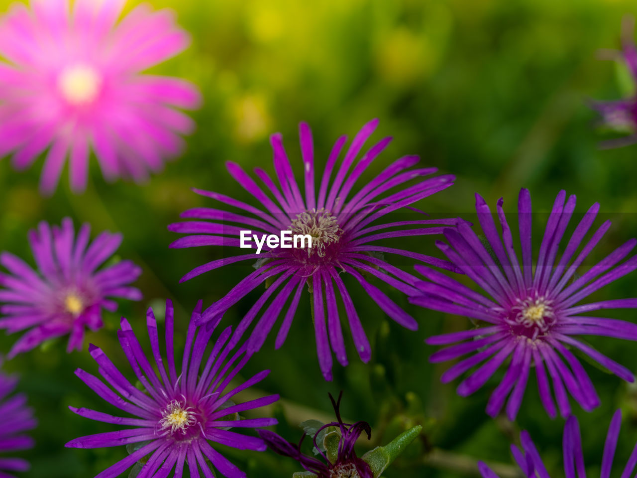 CLOSE-UP OF PURPLE IRIS