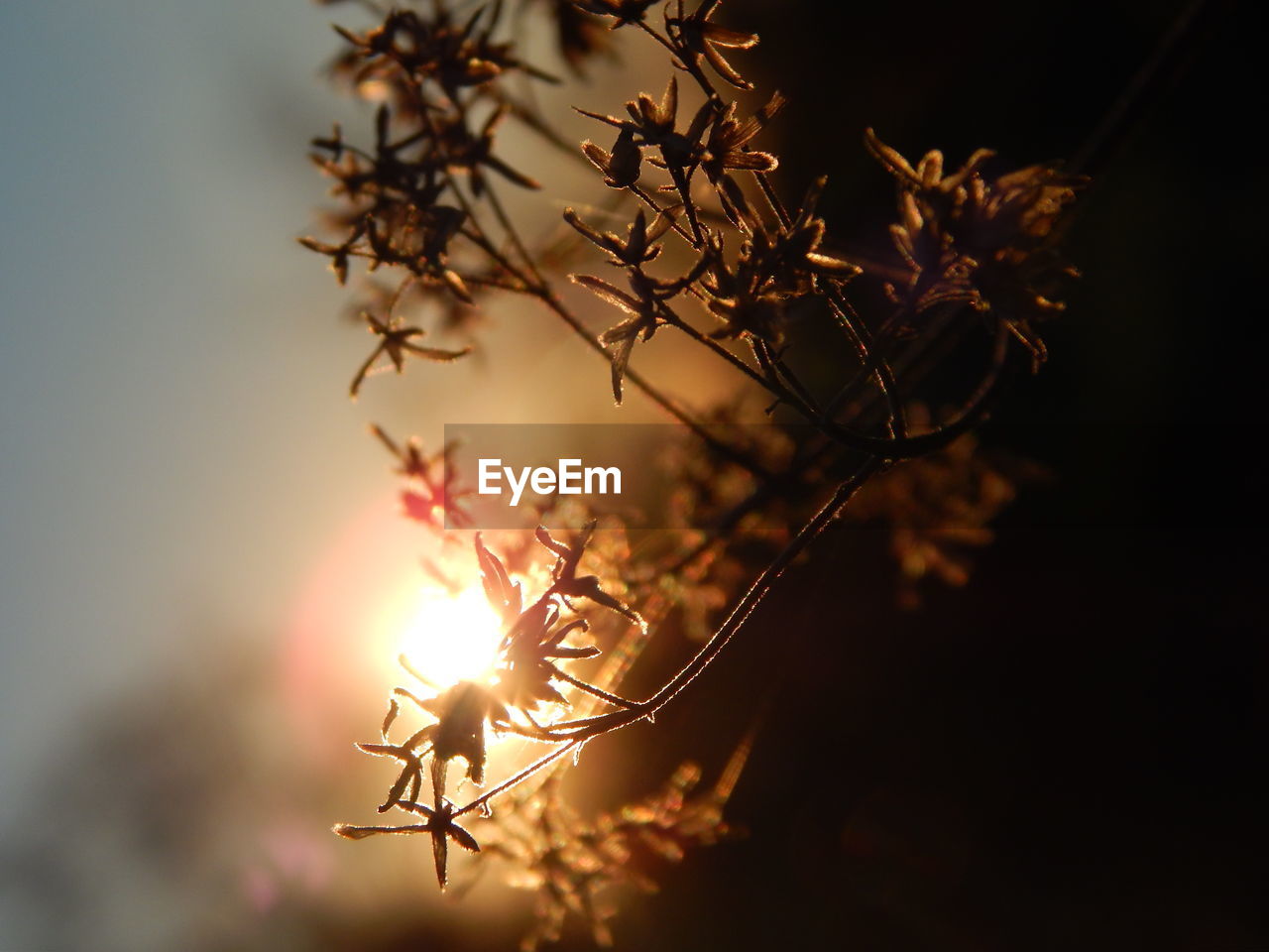 Close-up of silhouette plant against sky at sunset