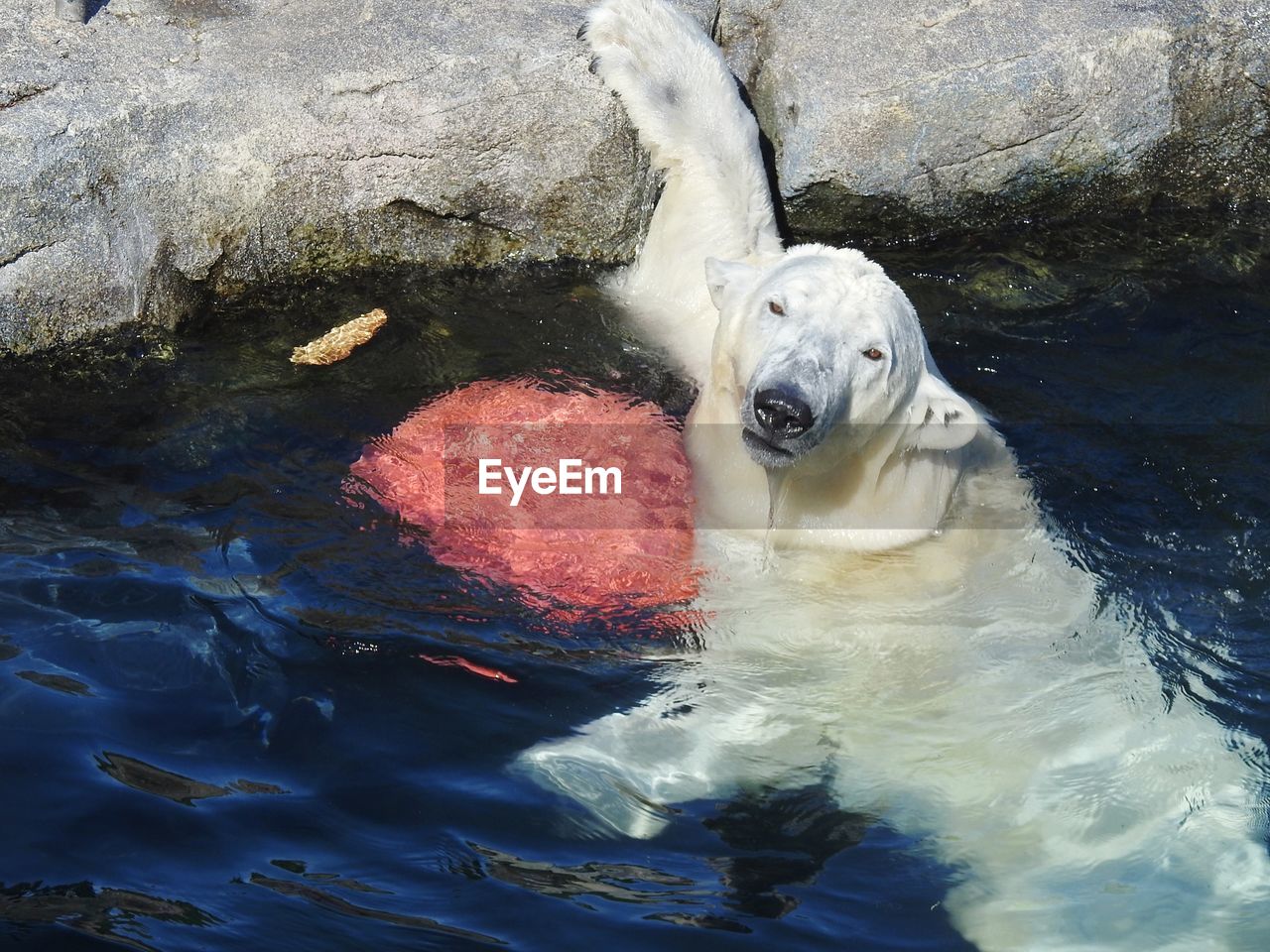 HIGH ANGLE VIEW OF DOG SWIMMING