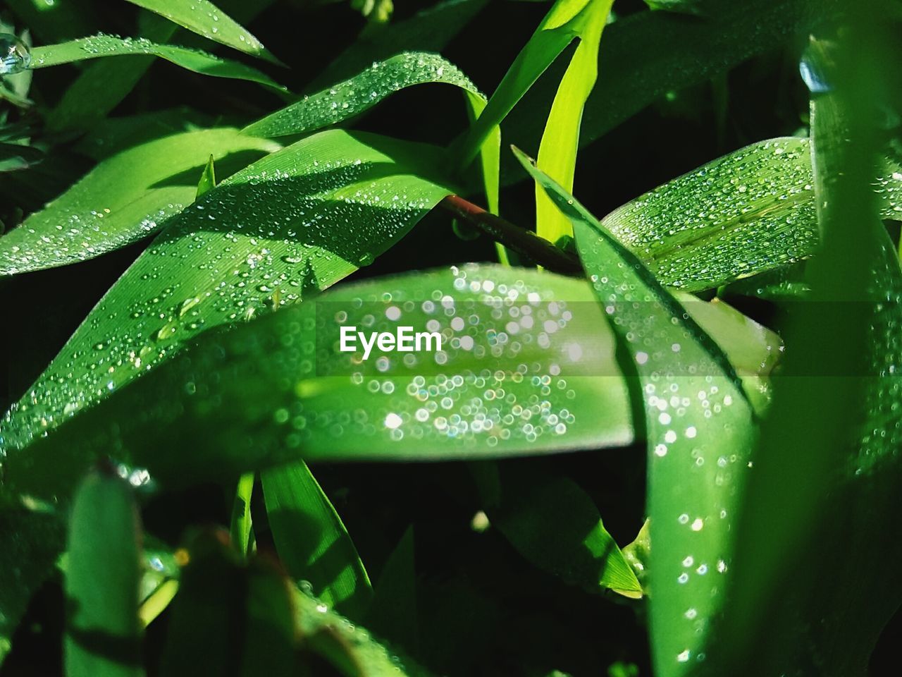 CLOSE-UP OF WATER DROPS ON LEAVES OF PLANT