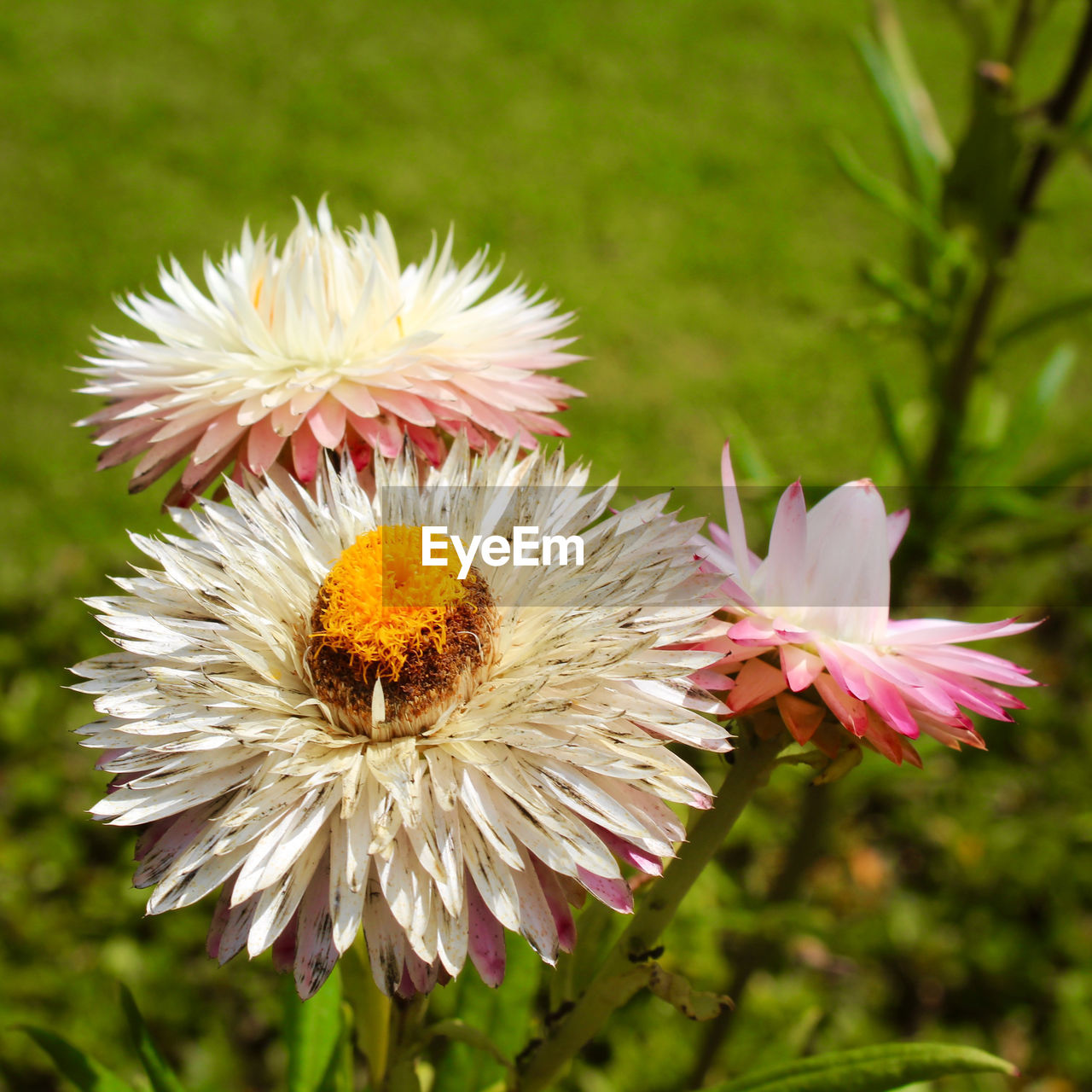 CLOSE-UP OF HONEY BEE ON PINK FLOWER