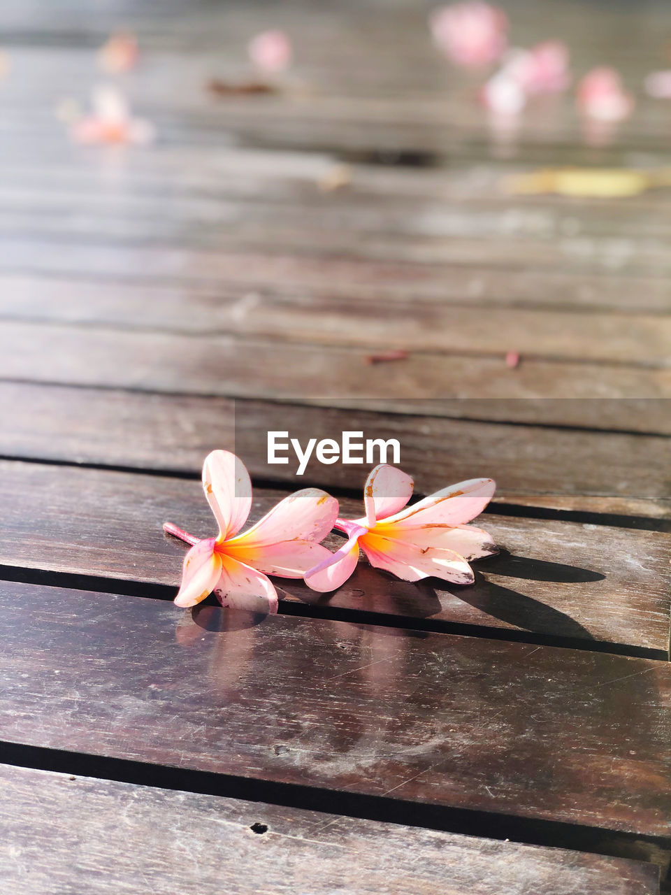 Close-up of frangipani on footpath