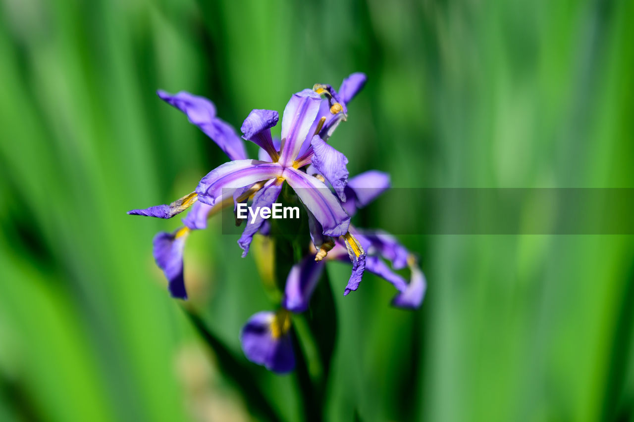 CLOSE-UP OF PURPLE IRIS