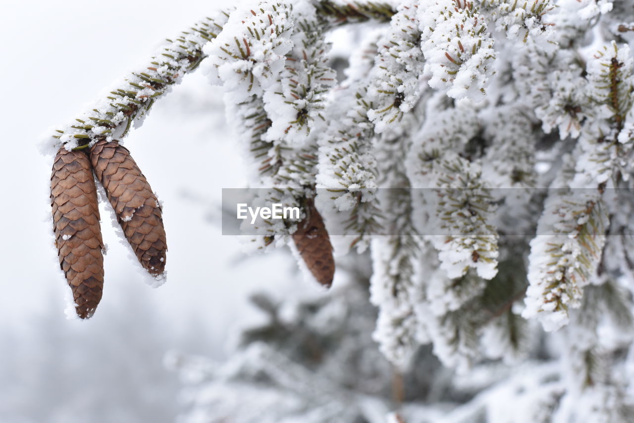 winter, branch, cold temperature, snow, tree, plant, nature, frost, frozen, coniferous tree, no people, beauty in nature, pine tree, white, pinaceae, close-up, freezing, twig, ice, outdoors, day, focus on foreground, environment, selective focus, tranquility, evergreen tree, forest, leaf, fir tree