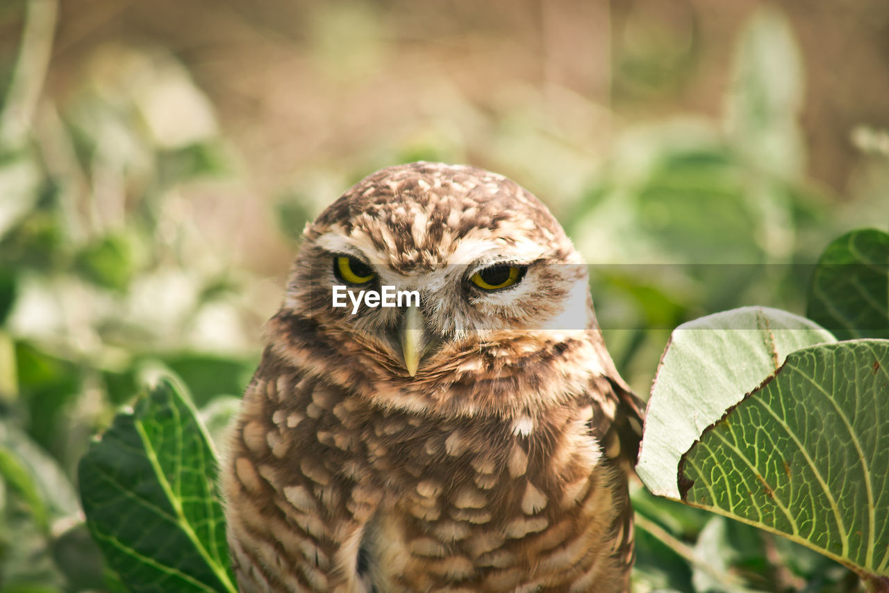 Portrait of burrowing owl