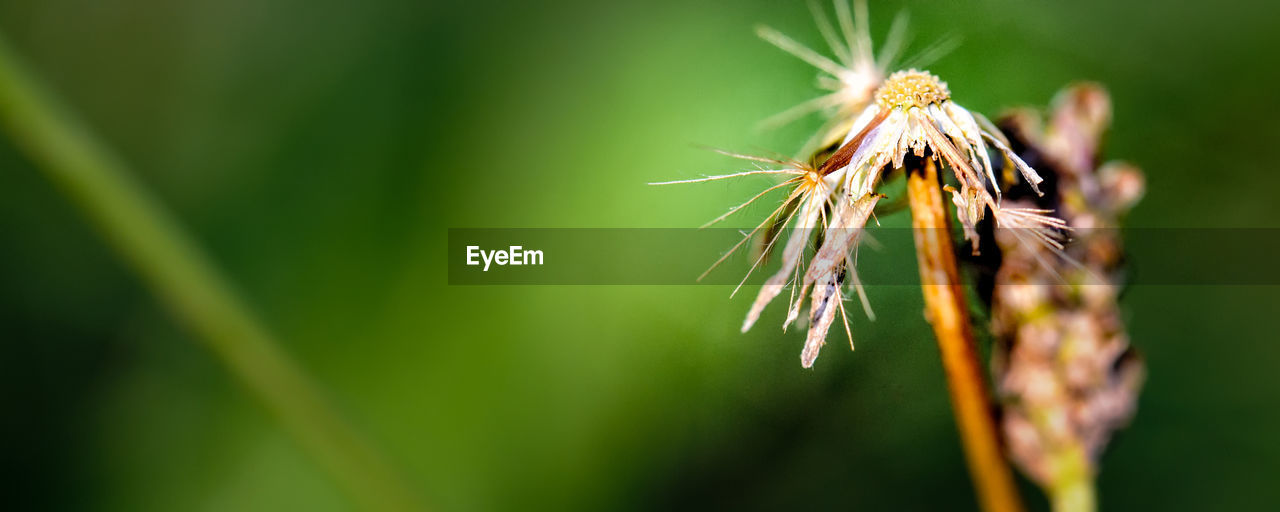 CLOSE-UP OF INSECT ON STEM