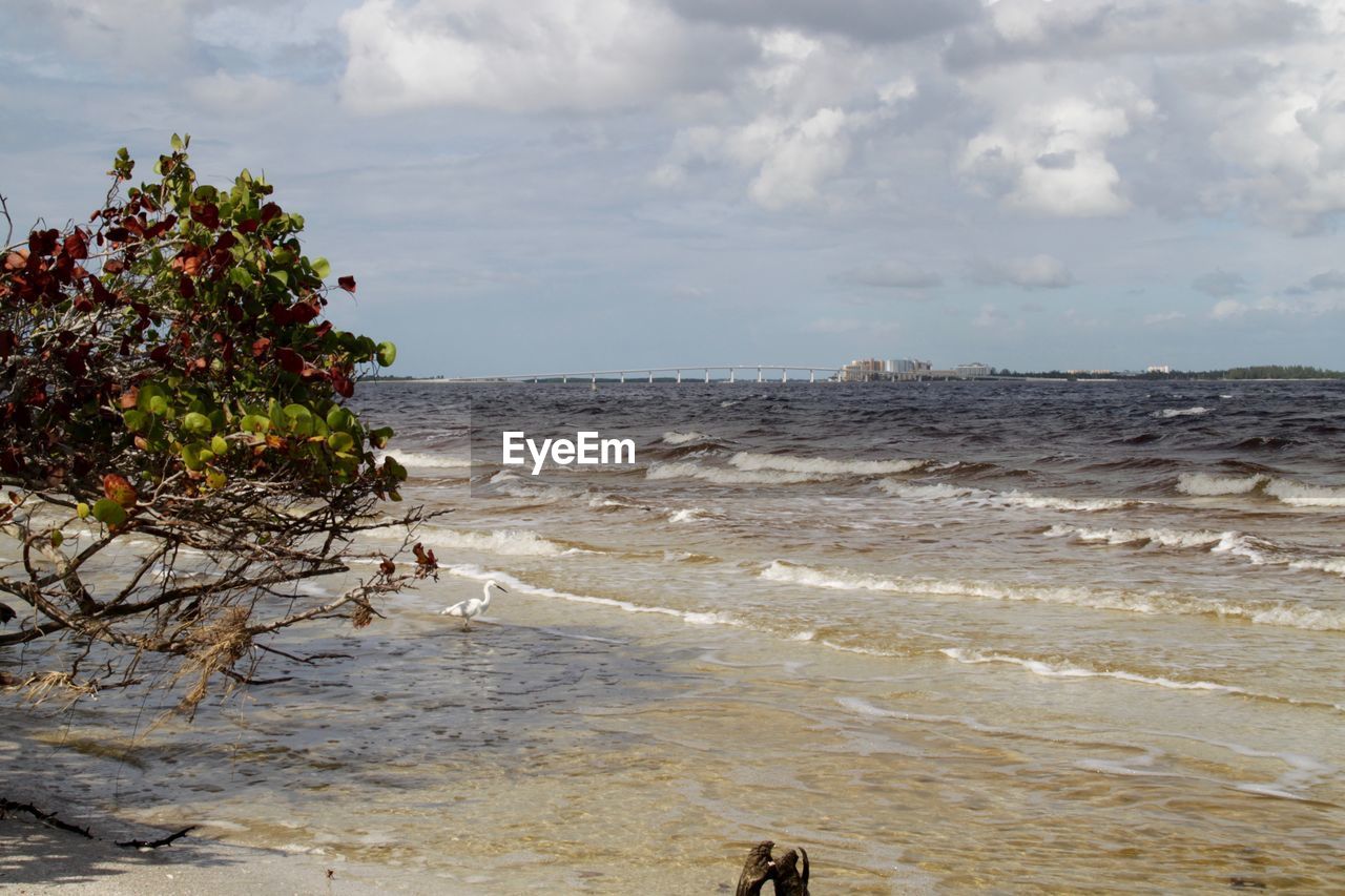 TREE ON BEACH AGAINST SKY