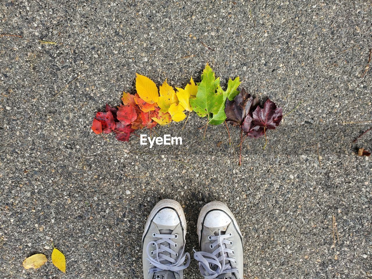 Low section of person standing by leaves on road