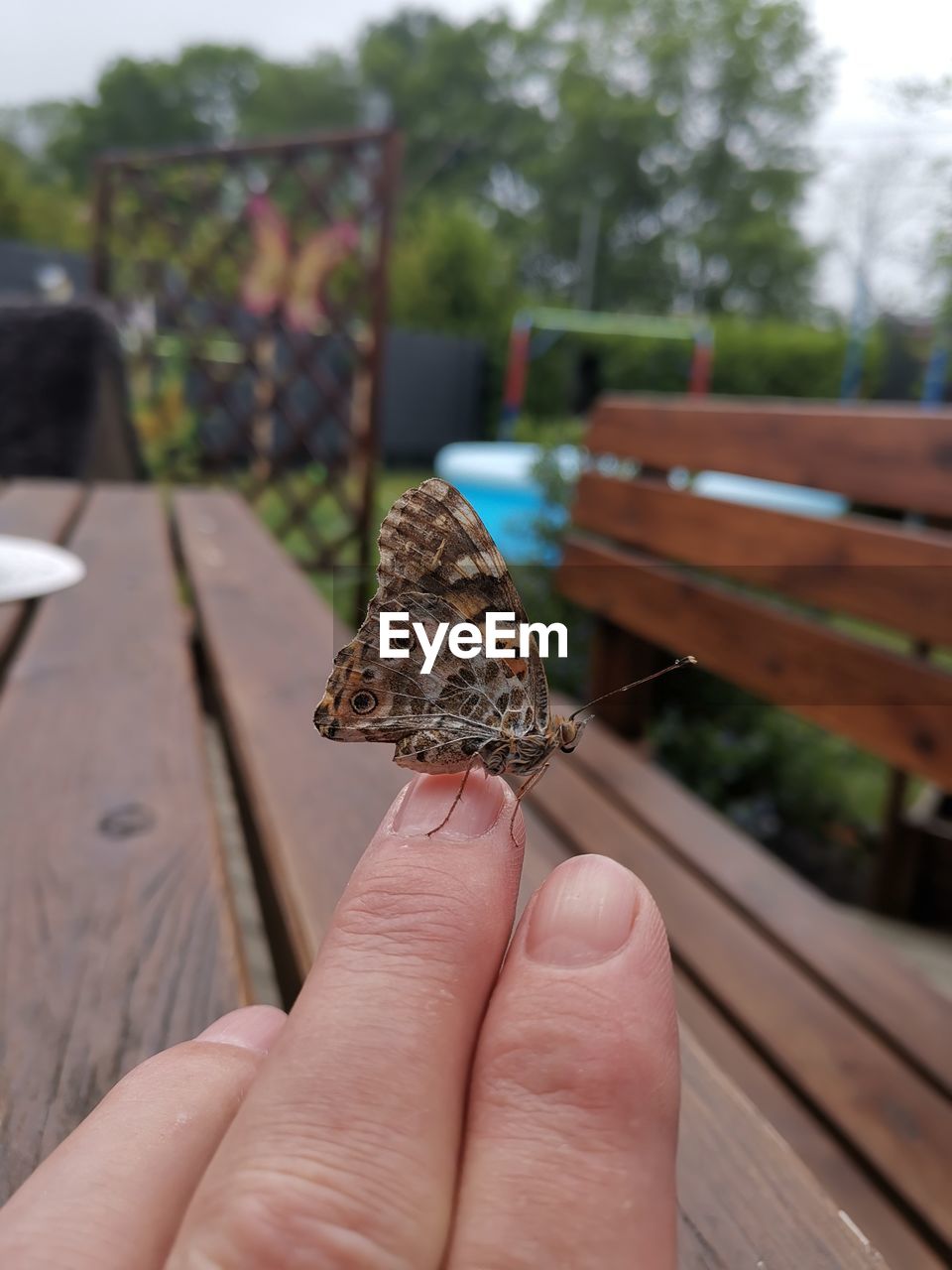 CLOSE-UP OF HAND HOLDING BUTTERFLY ON LEAF