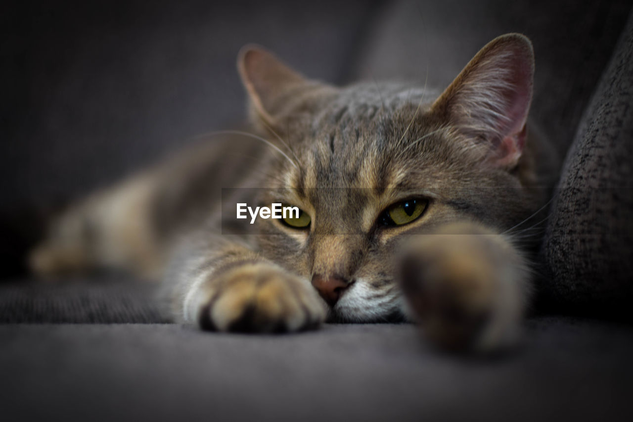 Close-up of cat lying down on sofa