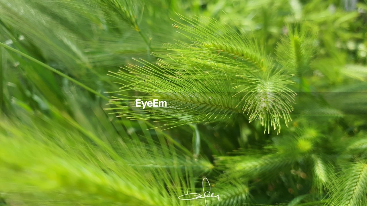 Close-up of pine tree on field