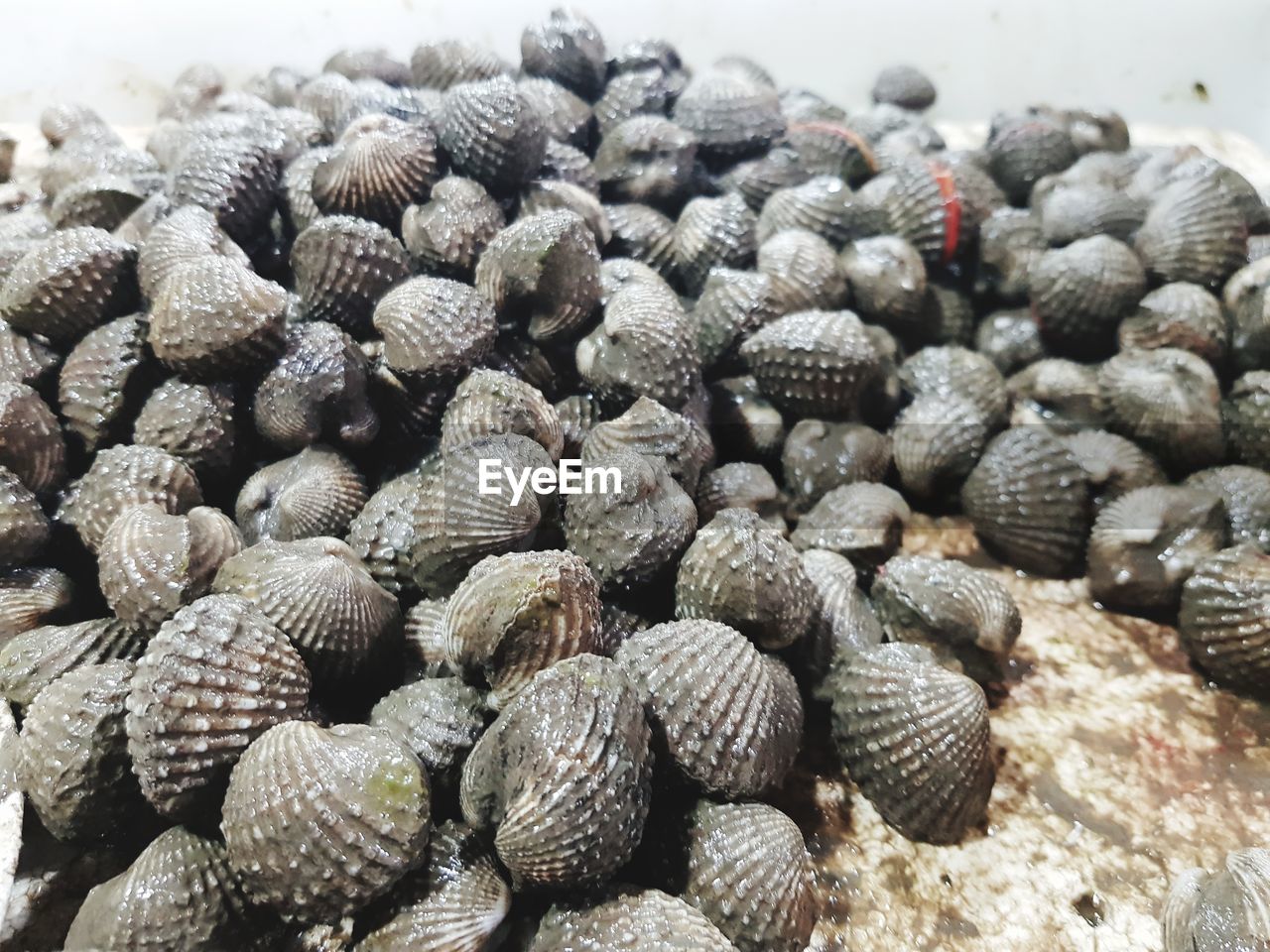 CLOSE-UP OF PINE CONES