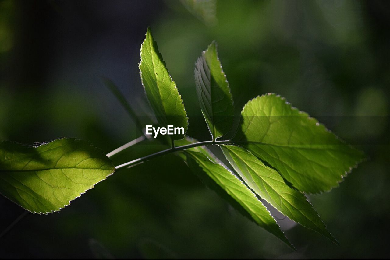 CLOSE-UP OF PLANT LEAVES