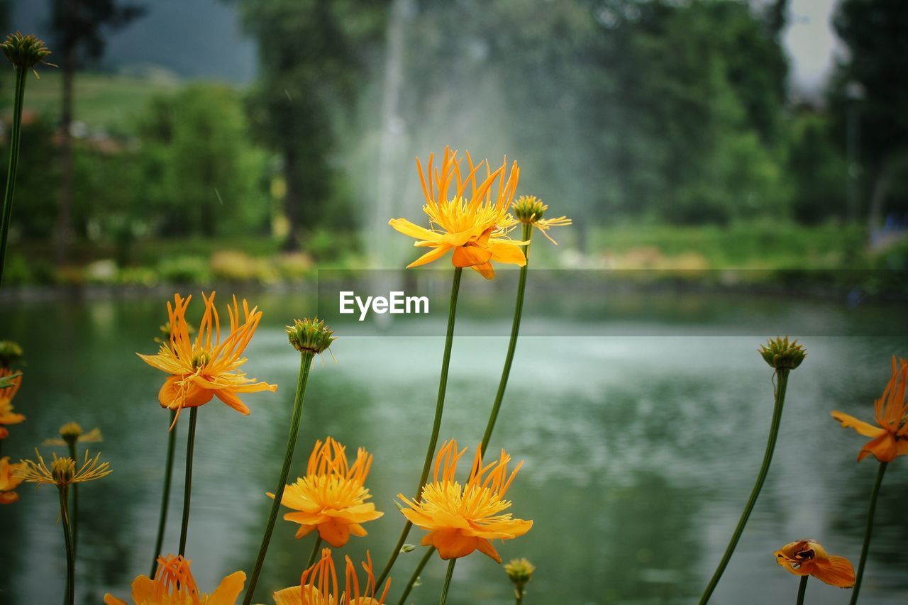 CLOSE-UP OF ORANGE FLOWER AGAINST PLANTS