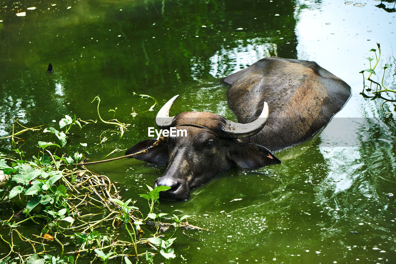High angle view of water buffalo swimming in lake
