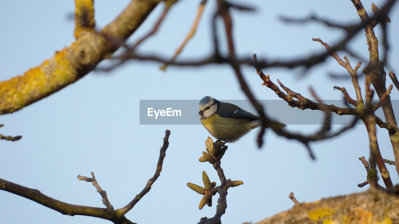 animal, animal themes, animal wildlife, bird, wildlife, tree, nature, branch, perching, plant, one animal, yellow, flower, no people, spring, outdoors, beauty in nature, day, focus on foreground, twig