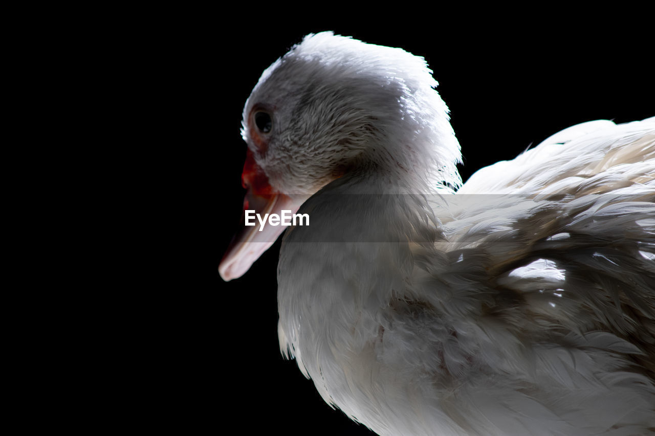 CLOSE-UP OF WHITE SWAN IN BLACK BACKGROUND