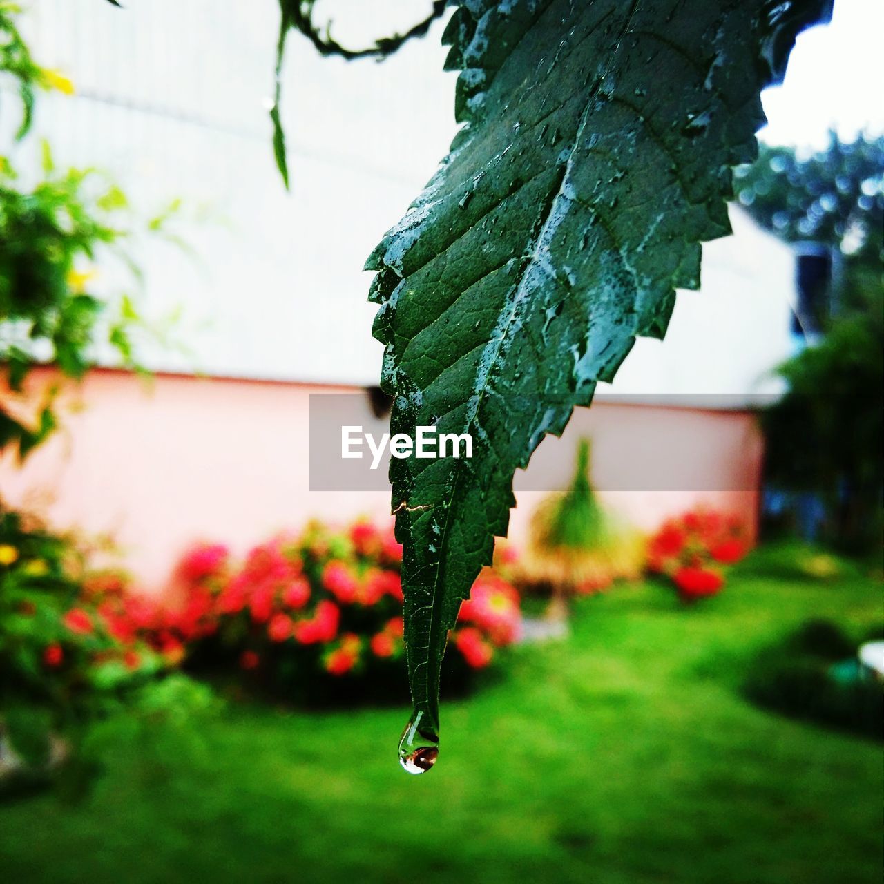 Close-up of wet leaf in yard