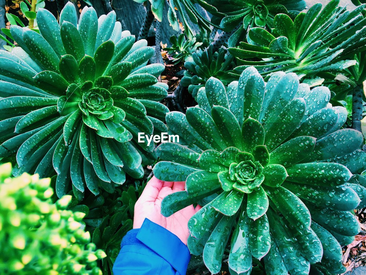 Close-up of cropped hand touching wet succulent plants