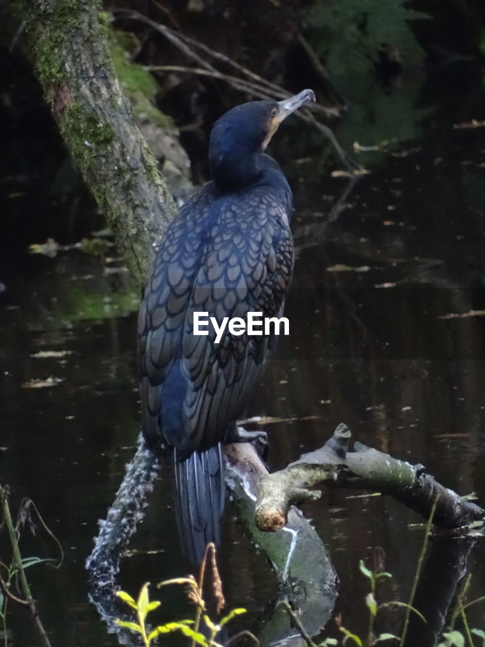 BIRD PERCHING ON TREE TRUNK