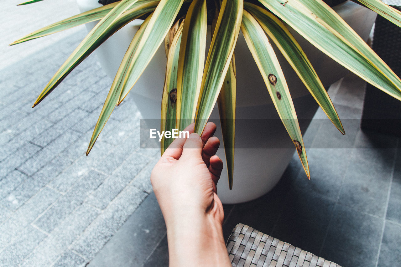 Cropped hand of person touching leaf