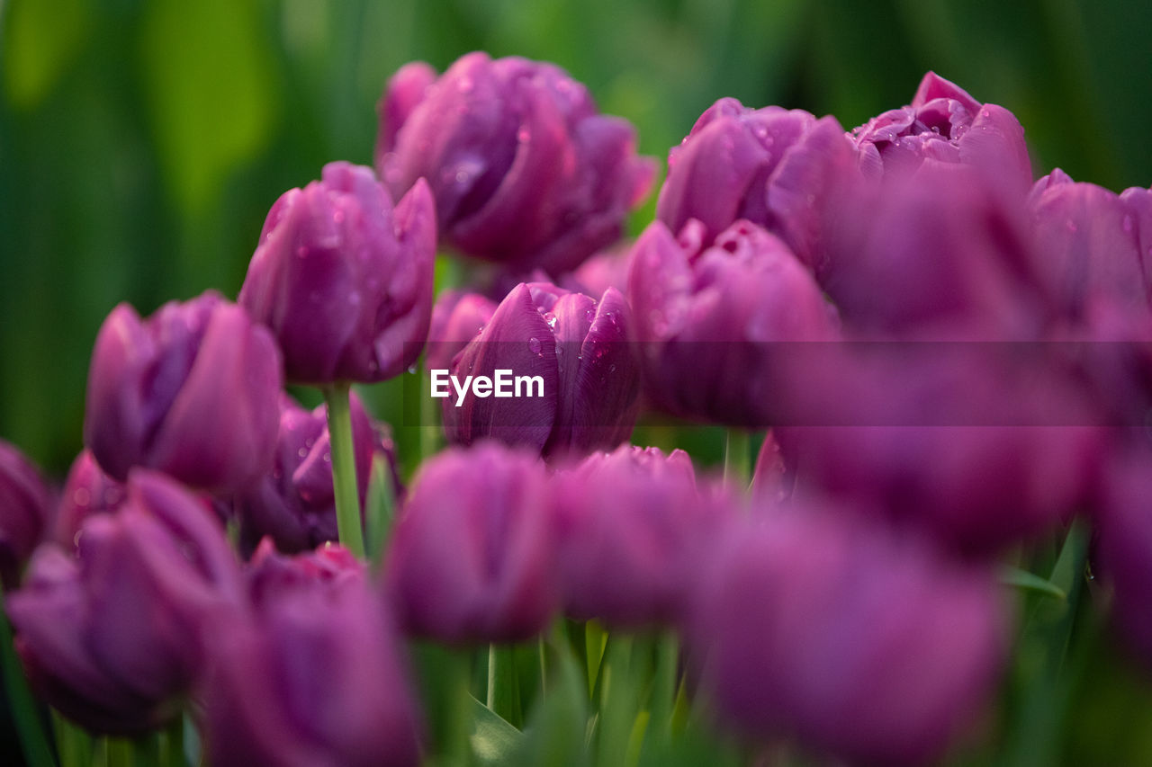 CLOSE-UP OF PINK FLOWERS