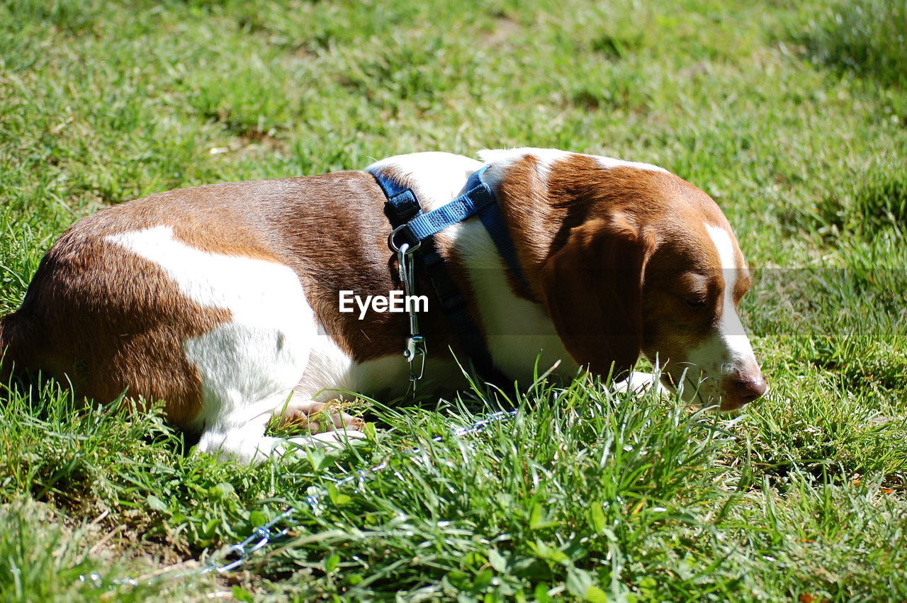 Dog sitting on field