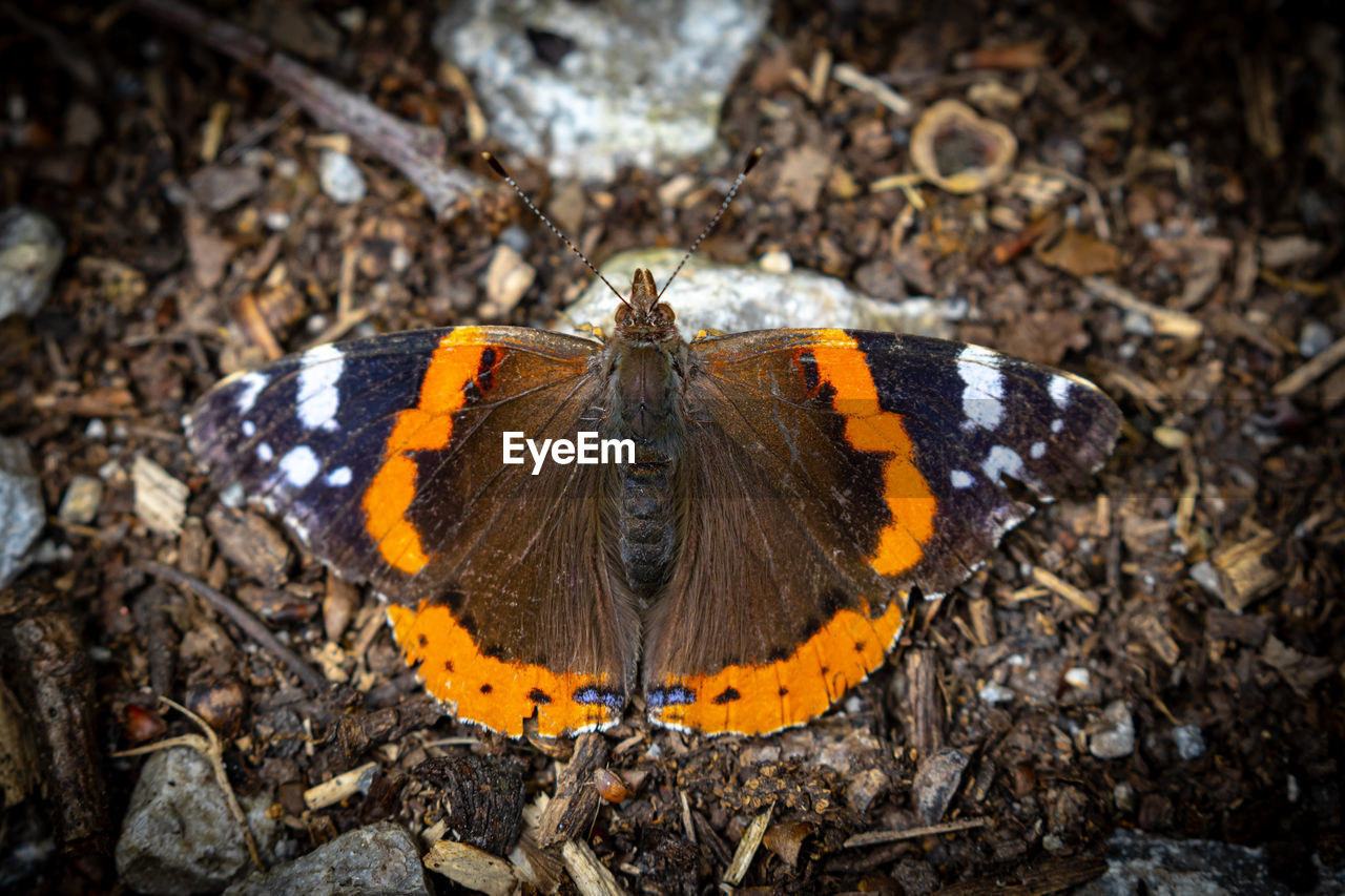 HIGH ANGLE VIEW OF BUTTERFLY