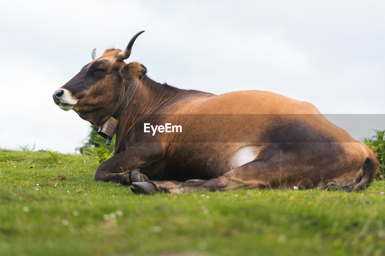 animal themes, animal, mammal, grass, animal wildlife, one animal, pasture, cattle, wildlife, domestic animals, plant, nature, livestock, side view, bull, sky, no people, grazing, outdoors, pet, meadow, relaxation, day, field, landscape, brown, cow, agriculture, plain, selective focus