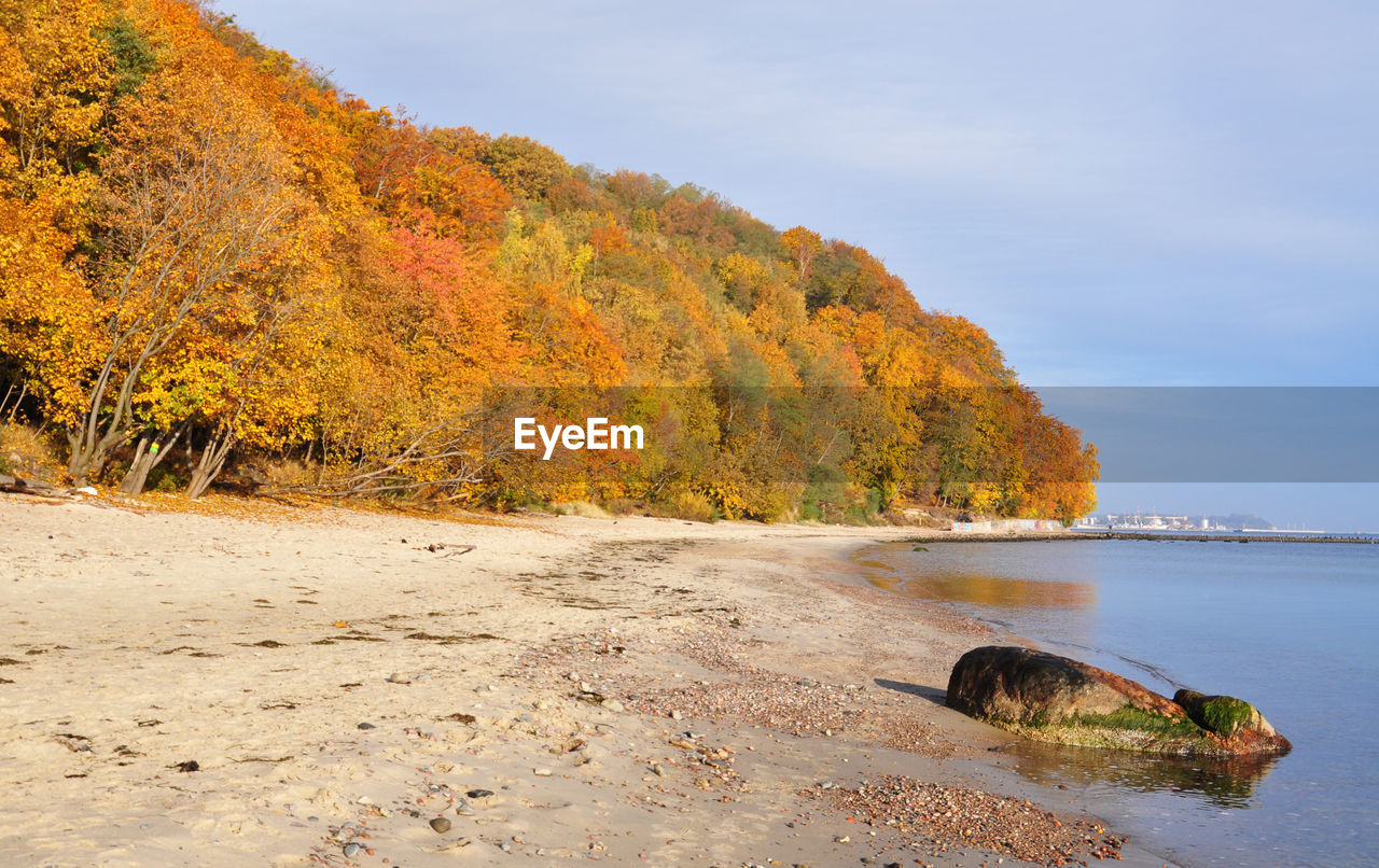 Autumn trees at beach