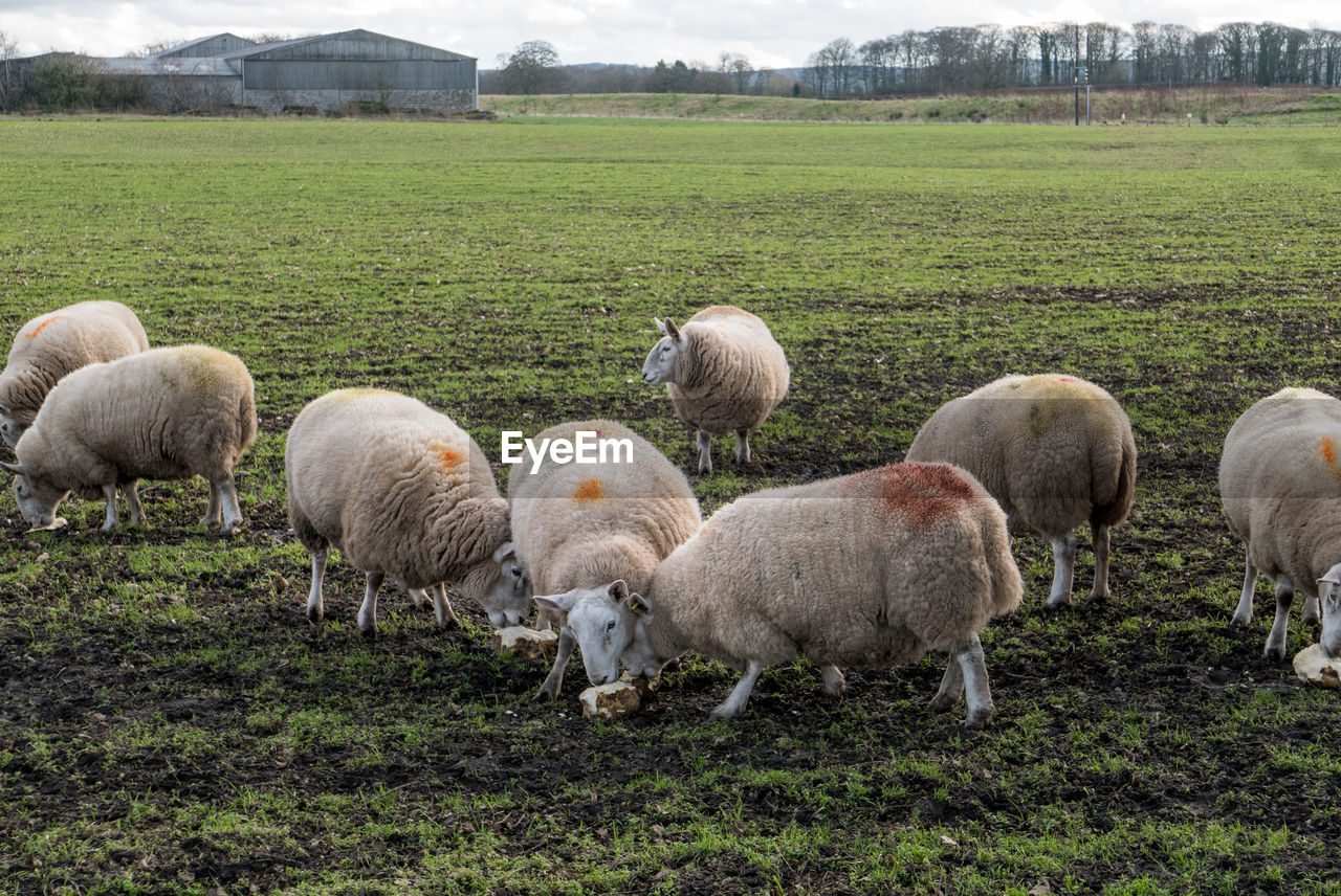 pasture, livestock, agriculture, mammal, domestic animals, animal themes, animal, sheep, group of animals, field, pet, grazing, plant, farm, land, grass, landscape, flock of sheep, herd, nature, rural scene, environment, rural area, no people, plain, grassland, large group of animals, day, sky, green, outdoors, food, meadow, wool, growth, lamb, beauty in nature