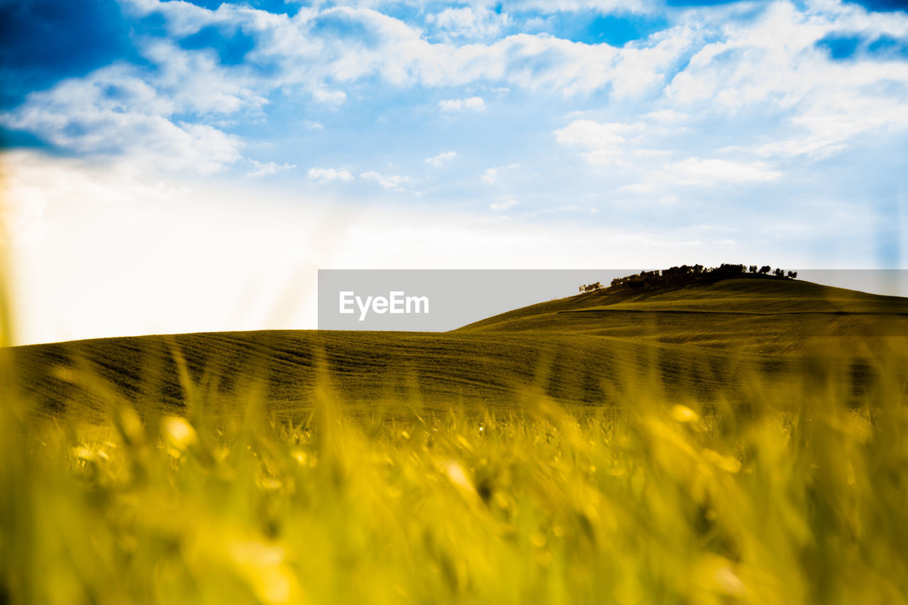 Scenic view of agricultural field against sky