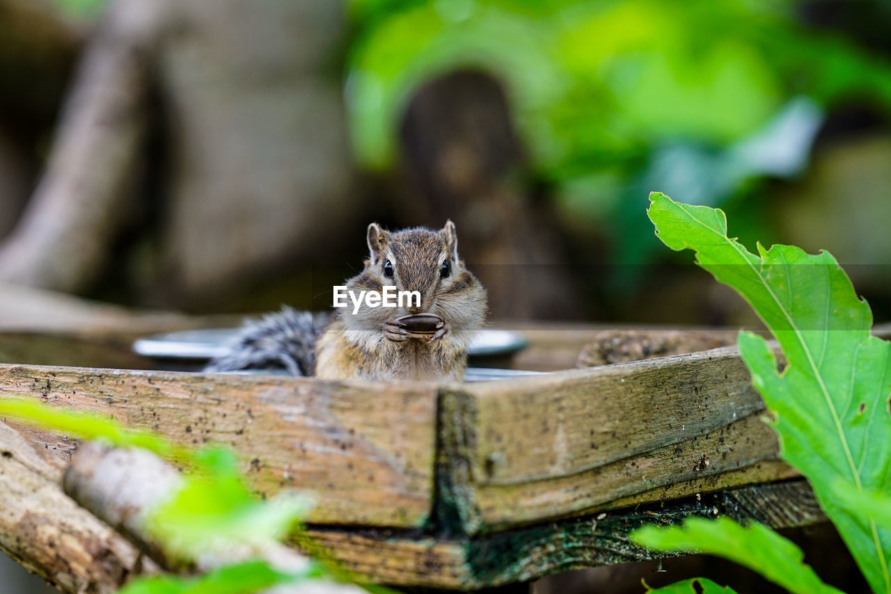 Lovely chipmunks in the woods