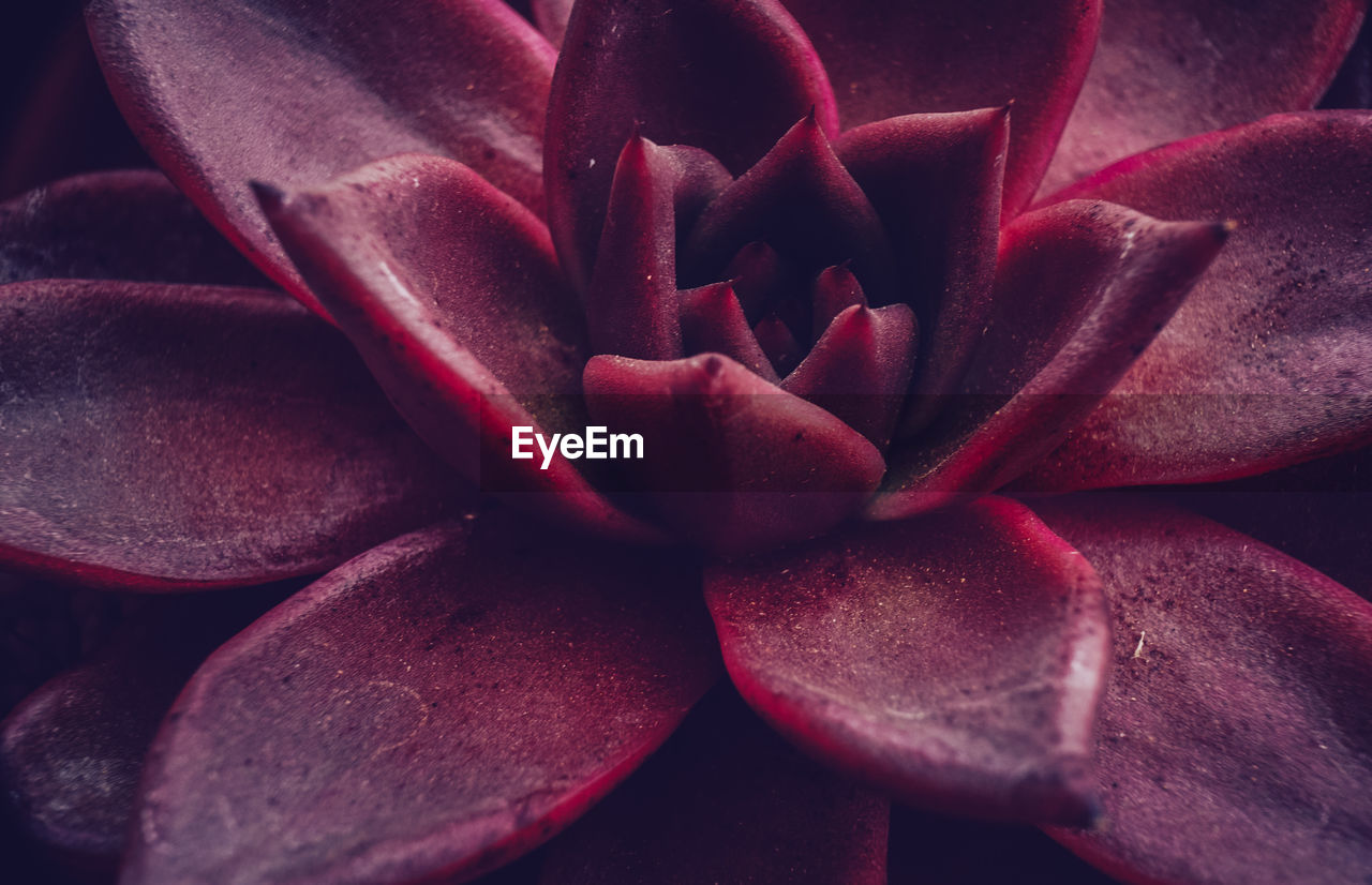 Close-up of pink flower