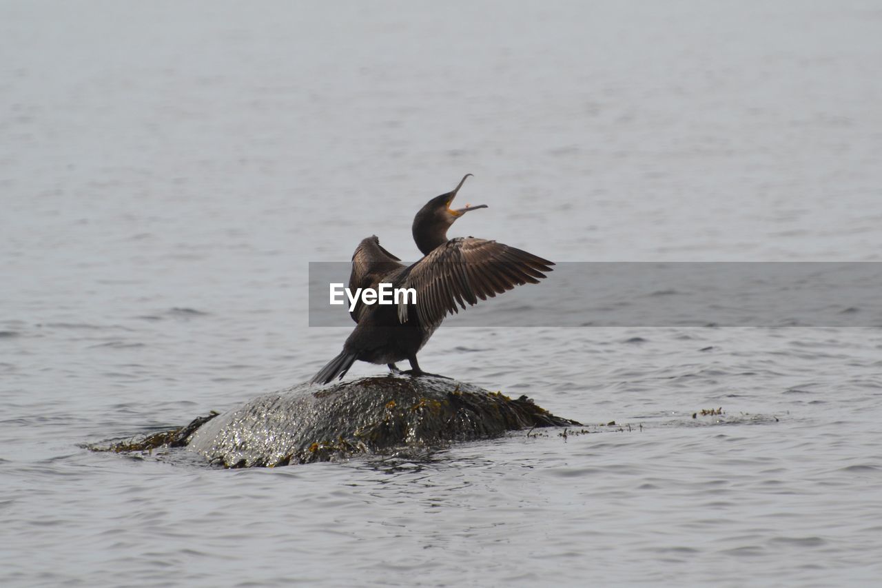 BIRD FLYING OVER WATER