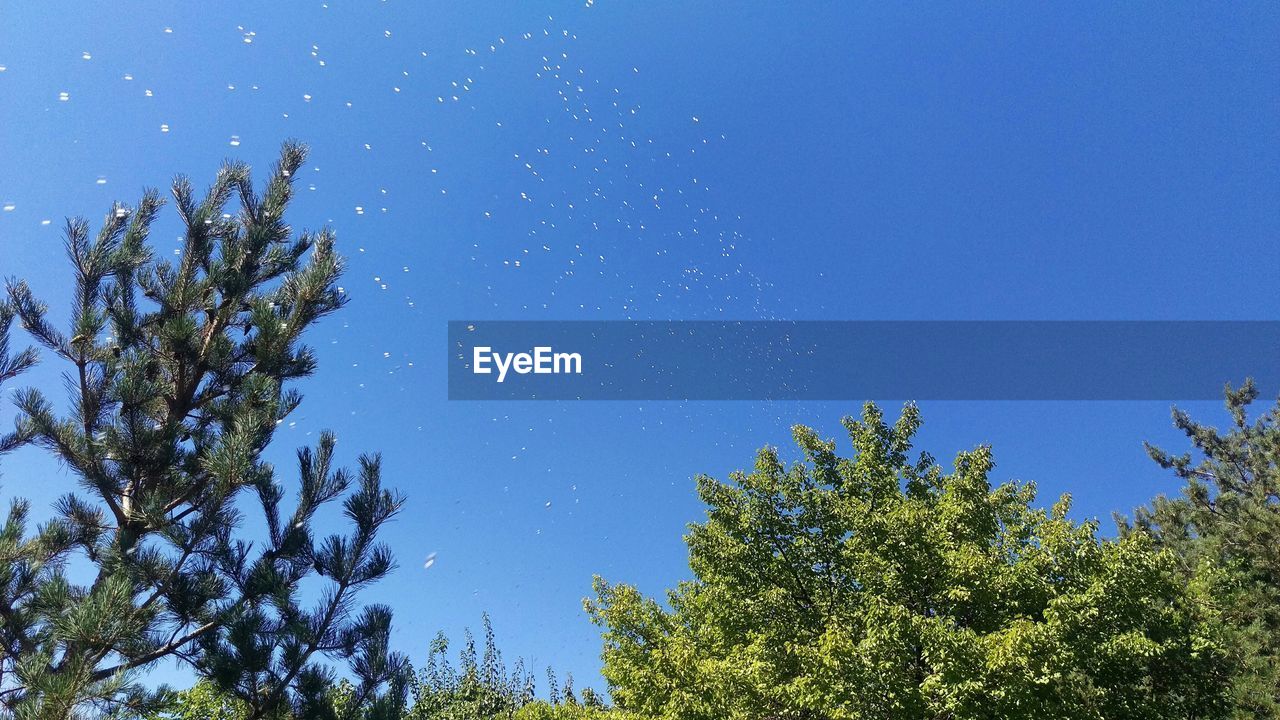 LOW ANGLE VIEW OF TREES AGAINST STAR FIELD