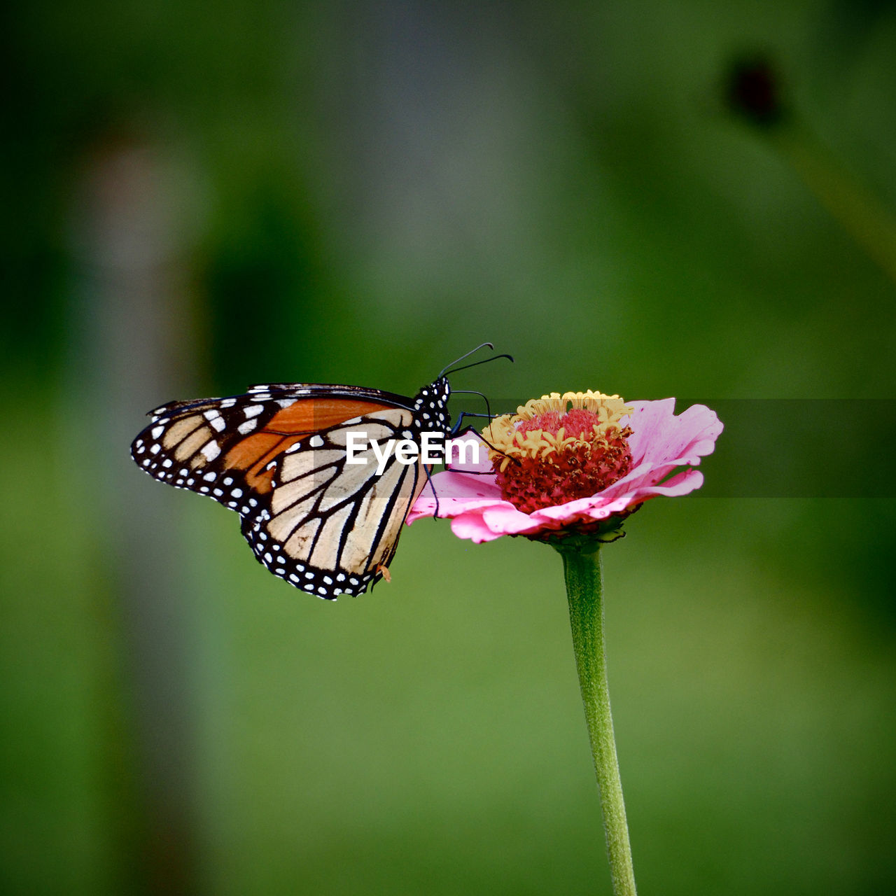 CLOSE-UP OF BUTTERFLY POLLINATING ON FLOWER