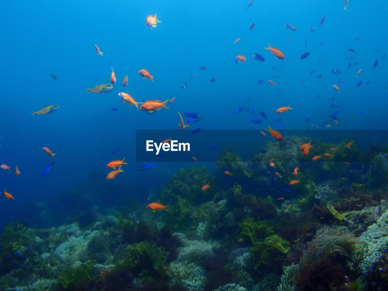 Scenic view of multi colored fish underwater