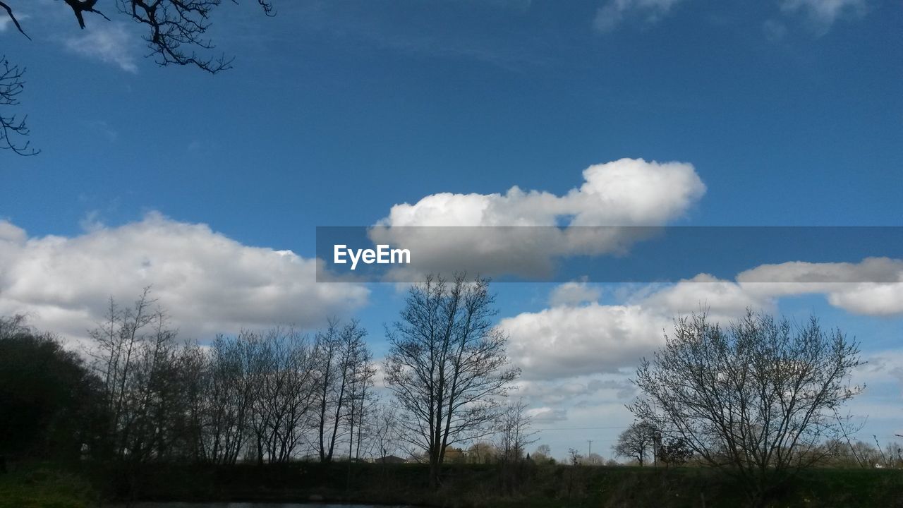 LOW ANGLE VIEW OF TREES AGAINST CLOUDY SKY