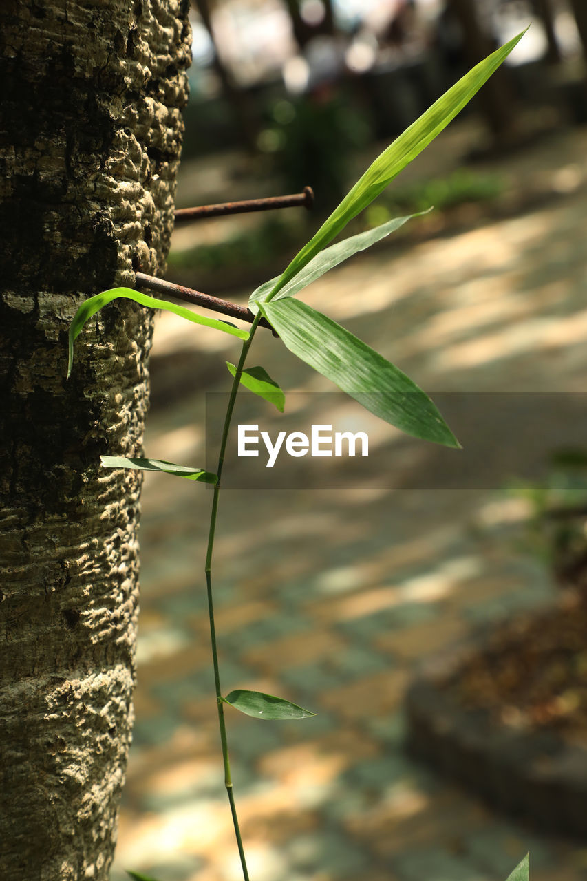 CLOSE-UP OF INSECT ON LEAF AGAINST TREE TRUNK