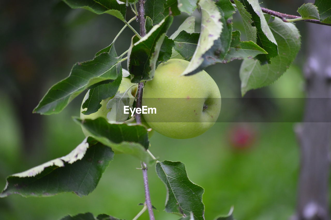 CLOSE-UP OF FRUITS GROWING ON TREE