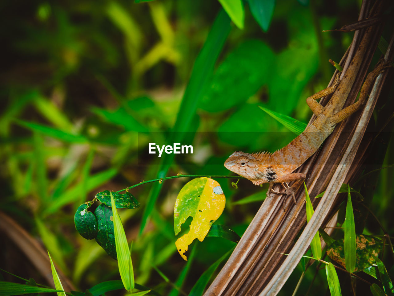 Orange chameleon close-up picture in plant background, nature landscape.